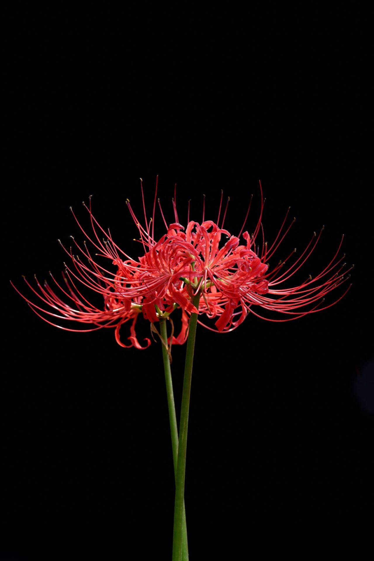 15张彼岸花的图片,大红色的妖娆,红似火艳似霞,你喜欢吗?