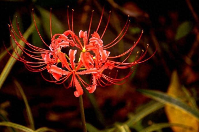 15张彼岸花的图片,大红色的妖娆,红似火艳似霞,你喜欢吗?