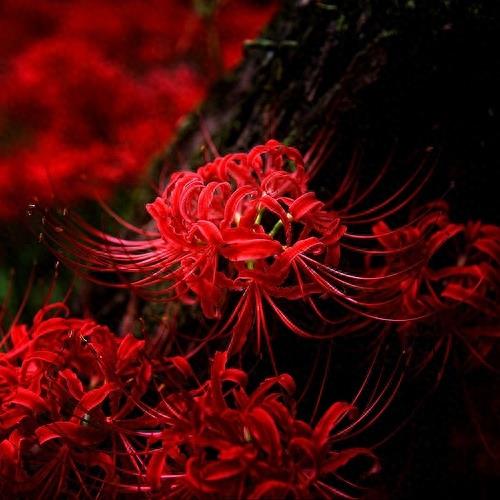 15张彼岸花的图片,大红色的妖娆,红似火艳似霞,你喜欢吗?