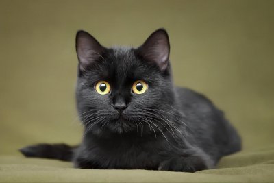 ​养猫，不建议养黑猫的几个原因，你也是这样吗