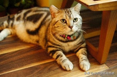 ​五款最容易饲养的猫咪品种，新手宠物主人必看！