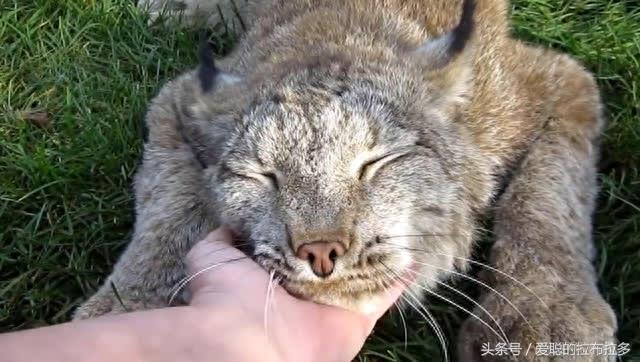 加拿大猞猁——性情狡猾而又谨慎，会假装死去来逃避危险