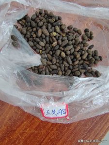 ​你们知道五灵脂是什么吗？