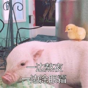 ​精致的猪猪女孩养生表情包最新版 一个女孩的精致生活