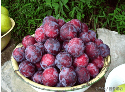 ​红李子酒的制作方法（红李子酿酒制作方法）