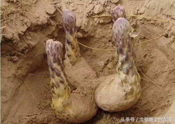 农民在戈壁滩上种大芸,省工省水效益还很高