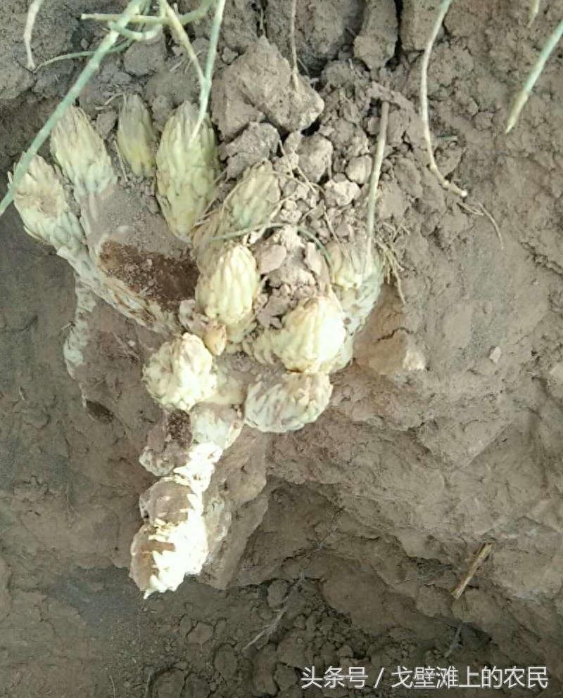 农民在戈壁滩上种大芸,省工省水效益还很高