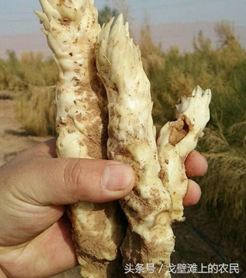 农民在戈壁滩上种大芸,省工省水效益还很高