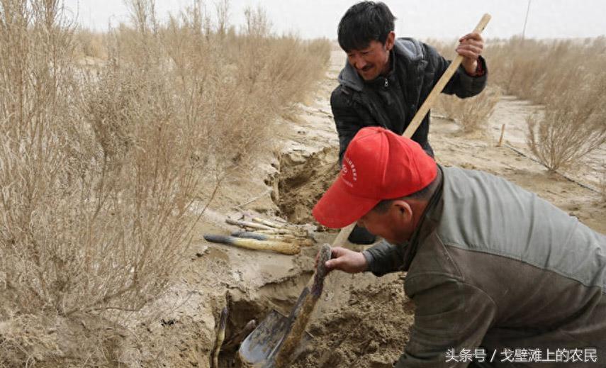 农民在戈壁滩上种大芸,省工省水效益还很高
