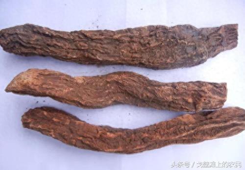 农民在戈壁滩上种大芸,省工省水效益还很高