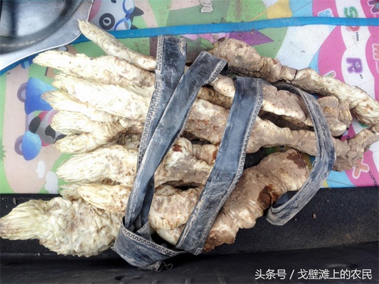 农民在戈壁滩上种大芸,省工省水效益还很高