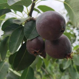 ​意大利黑梨的缺点，就是优点太多