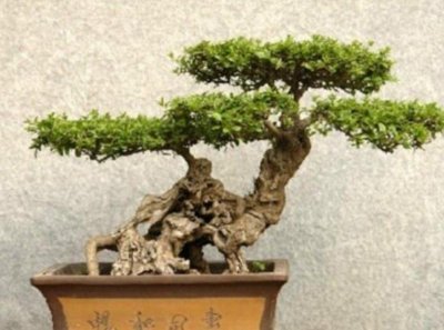 ​野外5种常见的树，制作成盆景，美观大方，观赏价值高