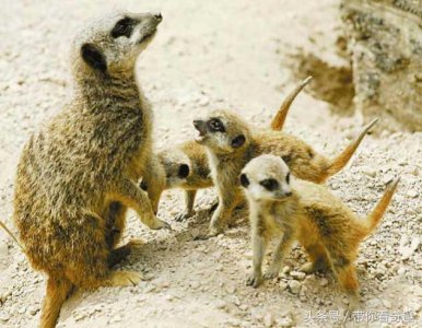 ​平头哥无惧毒蛇，它却是蛇的天敌