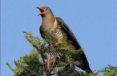 ​你不知样子的布谷鸟