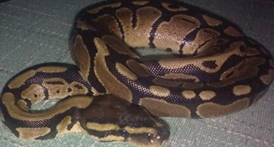 ​传说中的人蛇恋？3个月大男童与蟒蛇一见如故，相伴6年