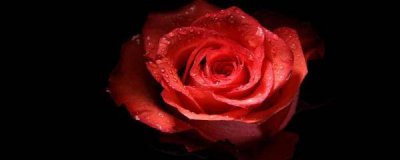 ​收到的玫瑰花束怎么养