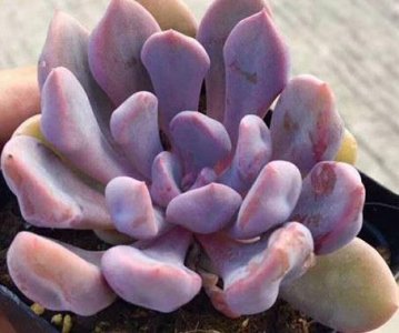 ​多肉家族中叶片略具心形的丘比特