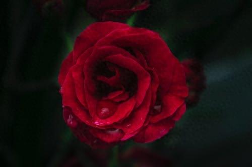 图集:分享一组精美的玫瑰壁纸