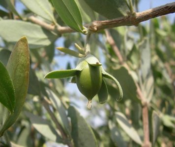 ​荷荷巴油这些用法，只有芳聊大咖才懂得