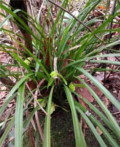 ​上山寻找兰花如何甄别珍贵品种，有以下几个原则
