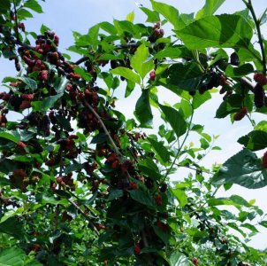 ​张献忠剿四川，剿的是什么人？