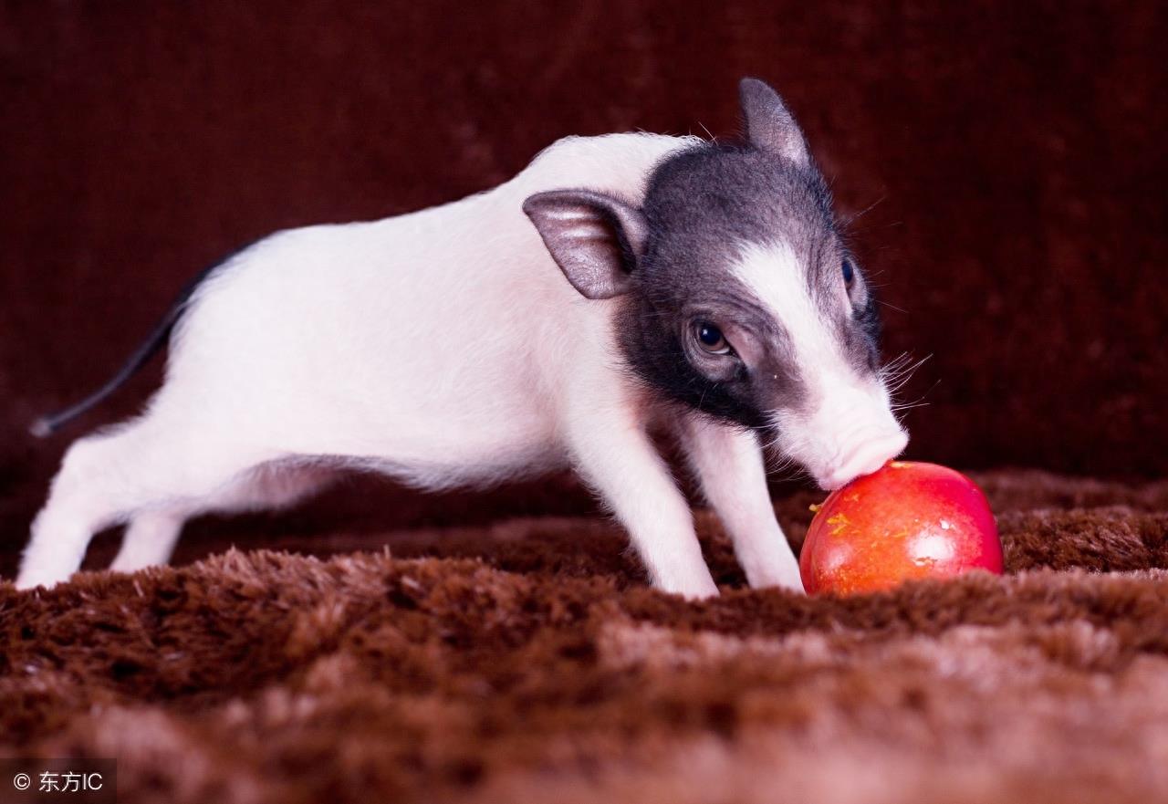 宠物猪臭吗?知道如何给宠物猪洗澡吗?有几个要点注意一下