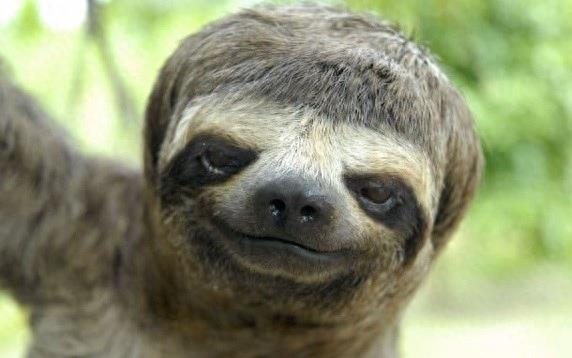 世界极危物种之侏三趾树懒,带你们走进真实的动物世界