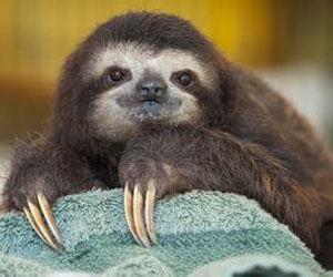 世界极危物种之侏三趾树懒,带你们走进真实的动物世界