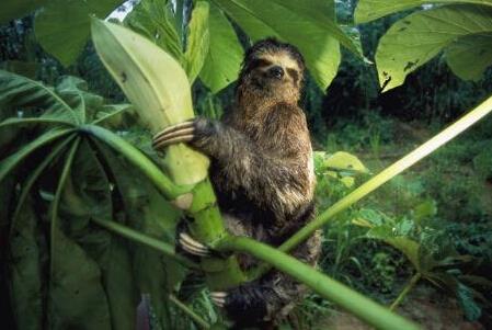 世界极危物种之侏三趾树懒,带你们走进真实的动物世界