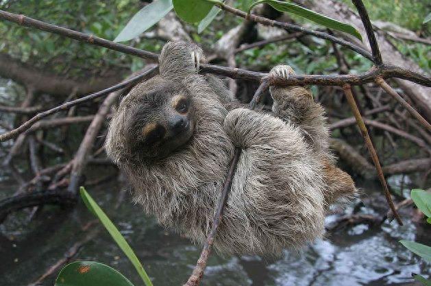 世界极危物种之侏三趾树懒,带你们走进真实的动物世界