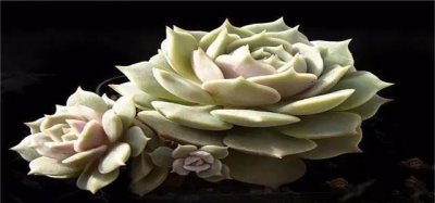 ​多肉植物-露娜莲