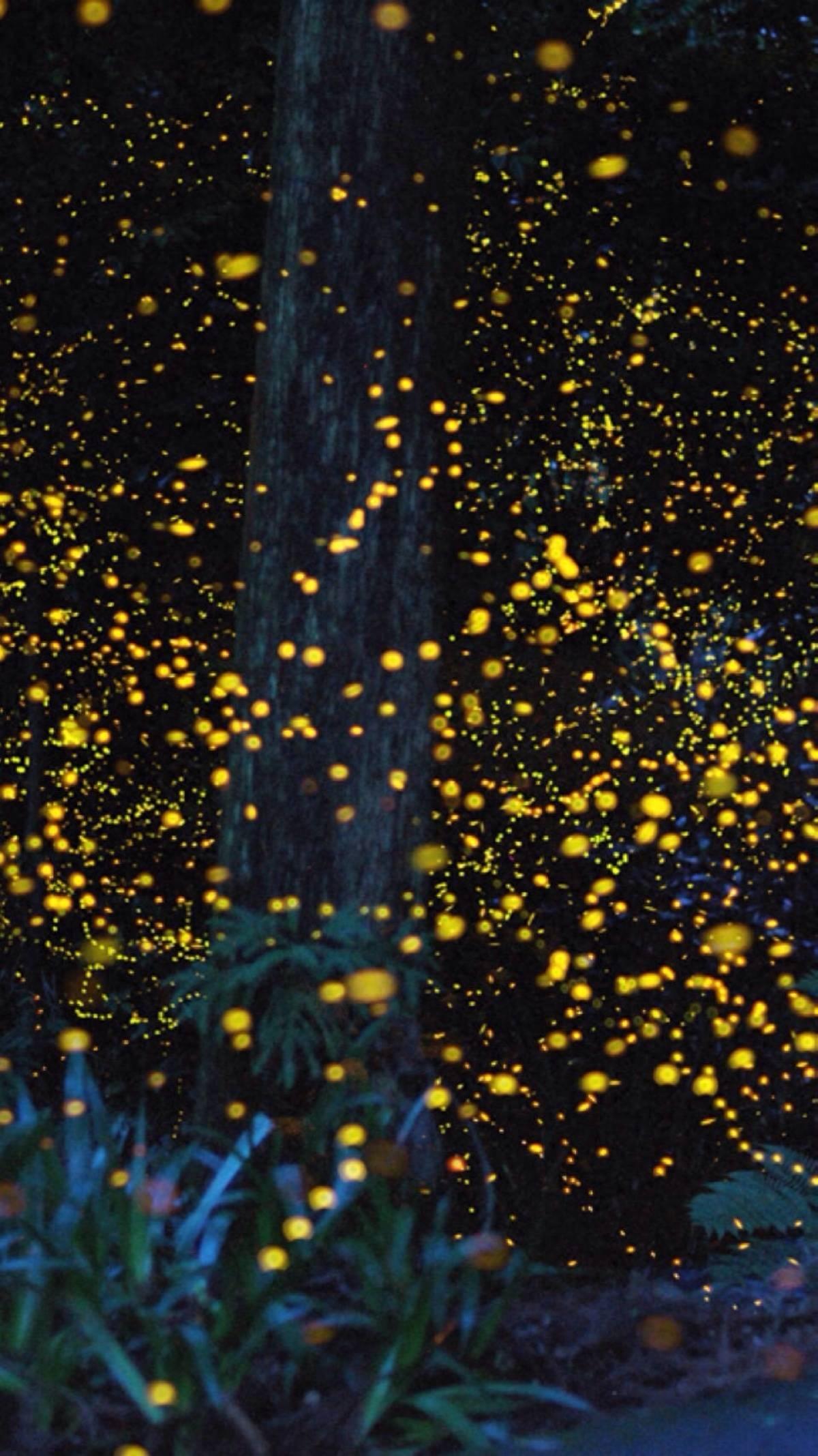 唯美意境萤火虫壁纸