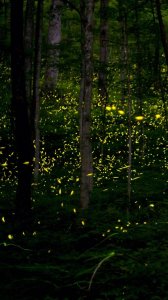 ​唯美意境萤火虫壁纸