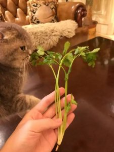 ​萌宠搞笑图第1071：可爱的傻妞，真的是傻白甜！