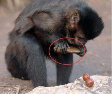 ​二人生猴子全程不盖被子：惊人趣事！眼球揭秘