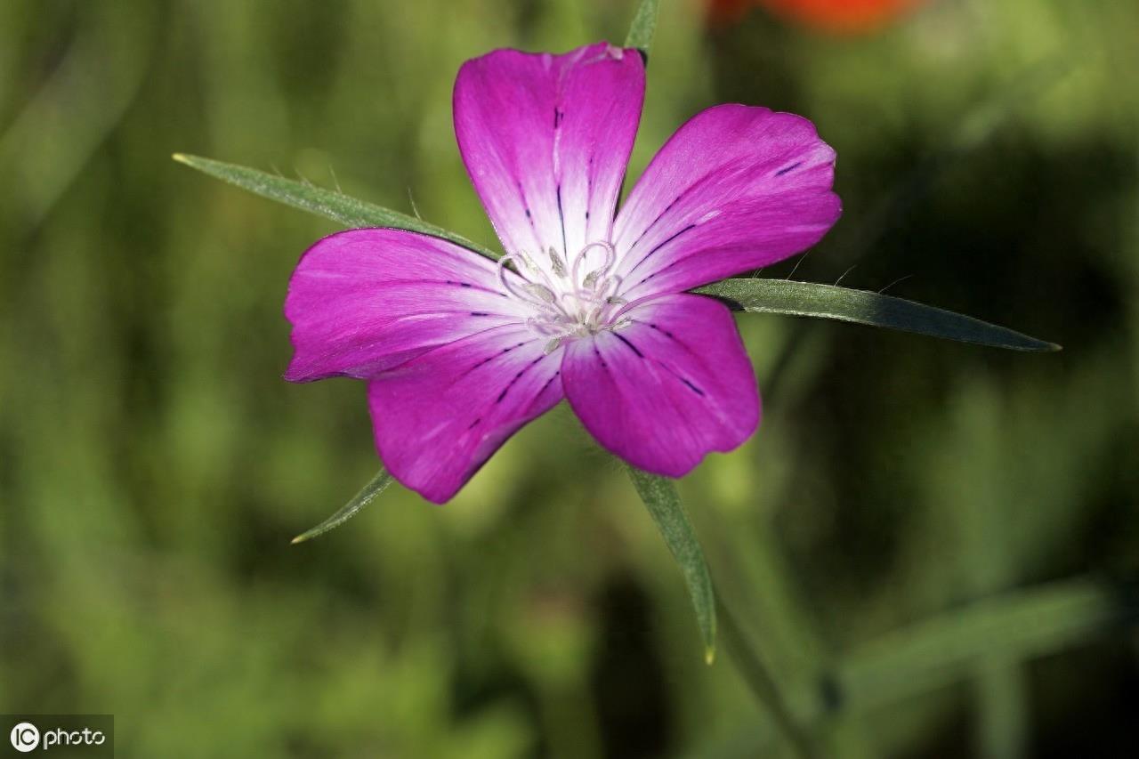 麦仙翁象征着喜爱自然