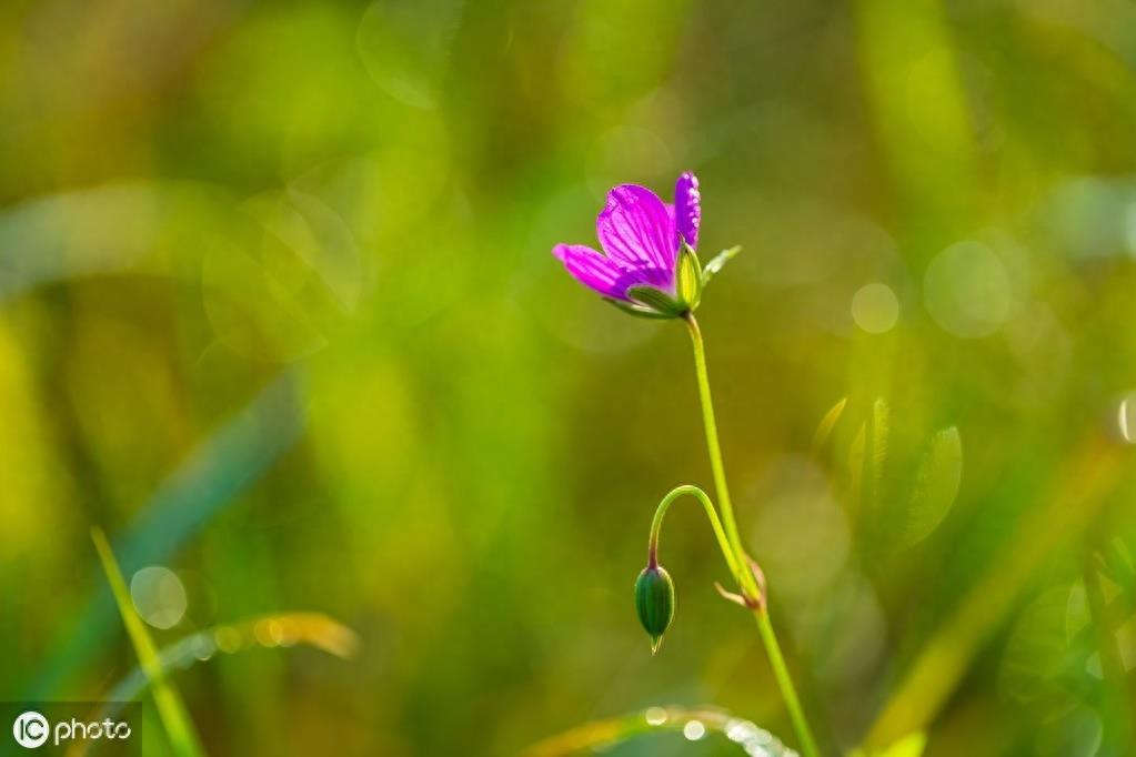 麦仙翁象征着喜爱自然