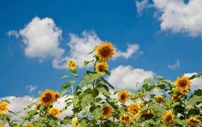 ​重庆公交车事件：一个人不守规矩，害了一车人