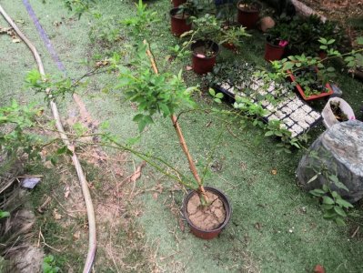 ​手把手教你嫁接月季（一）