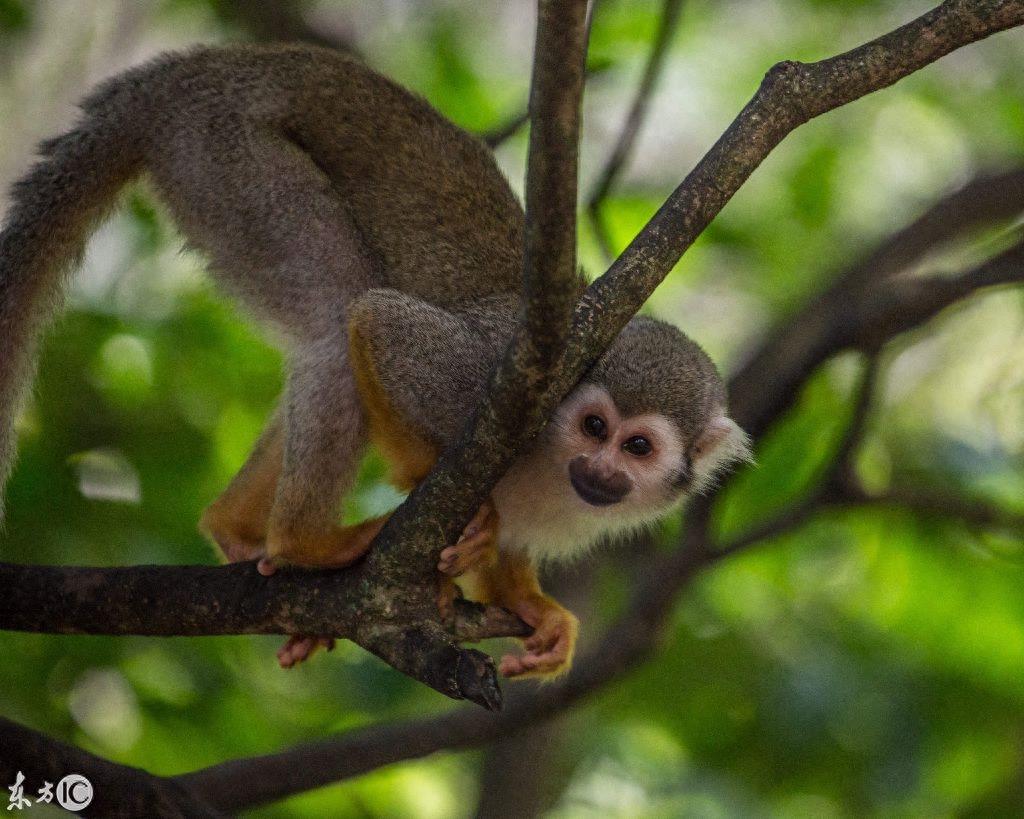 热门宠物松鼠猴是产于南美洲的小型猴