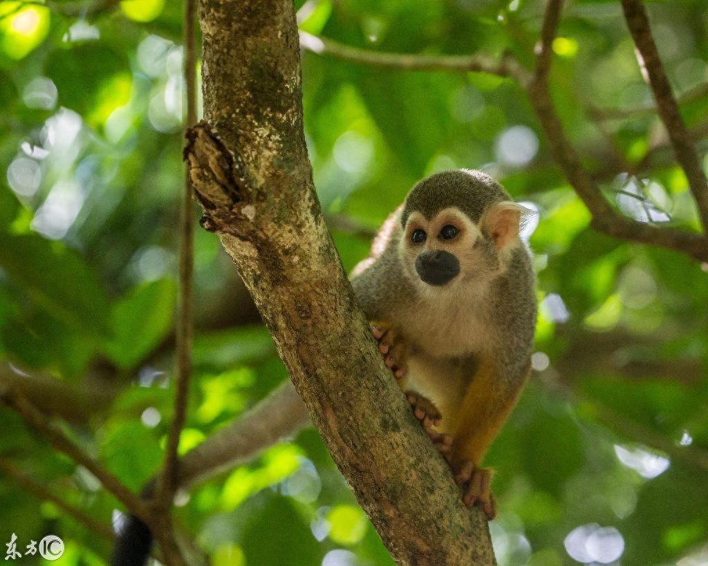 热门宠物松鼠猴是产于南美洲的小型猴