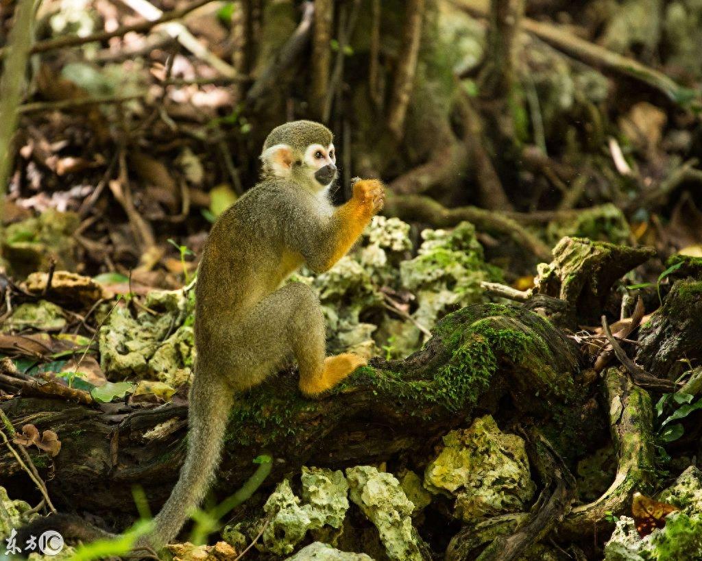 热门宠物松鼠猴是产于南美洲的小型猴