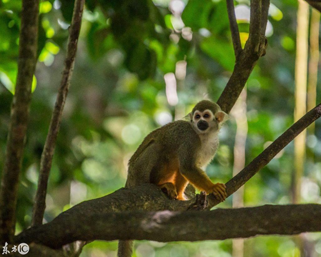 热门宠物松鼠猴是产于南美洲的小型猴