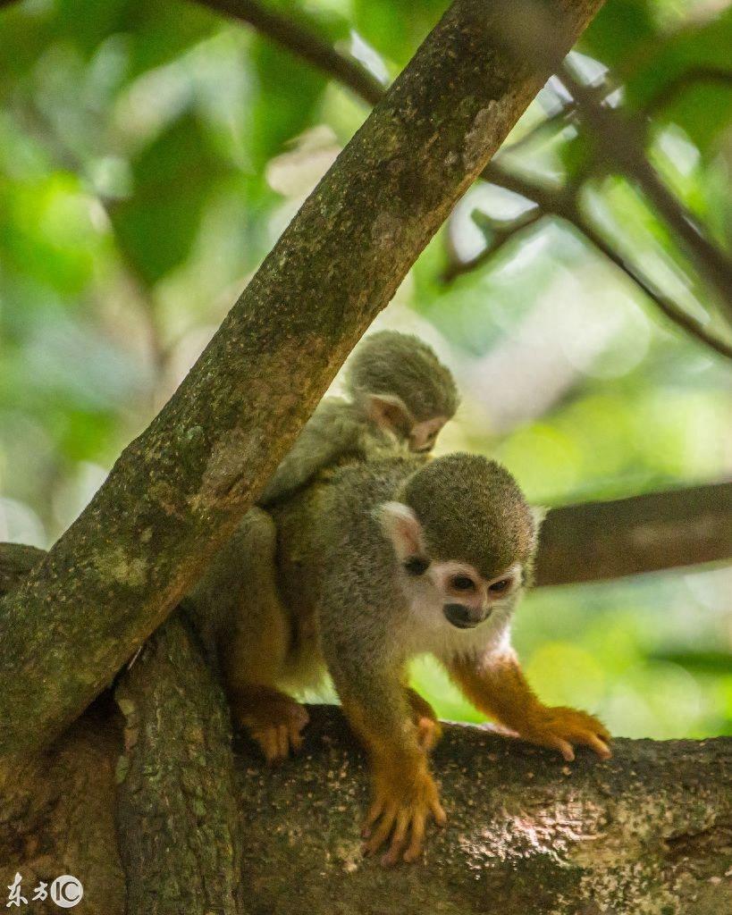 热门宠物松鼠猴是产于南美洲的小型猴