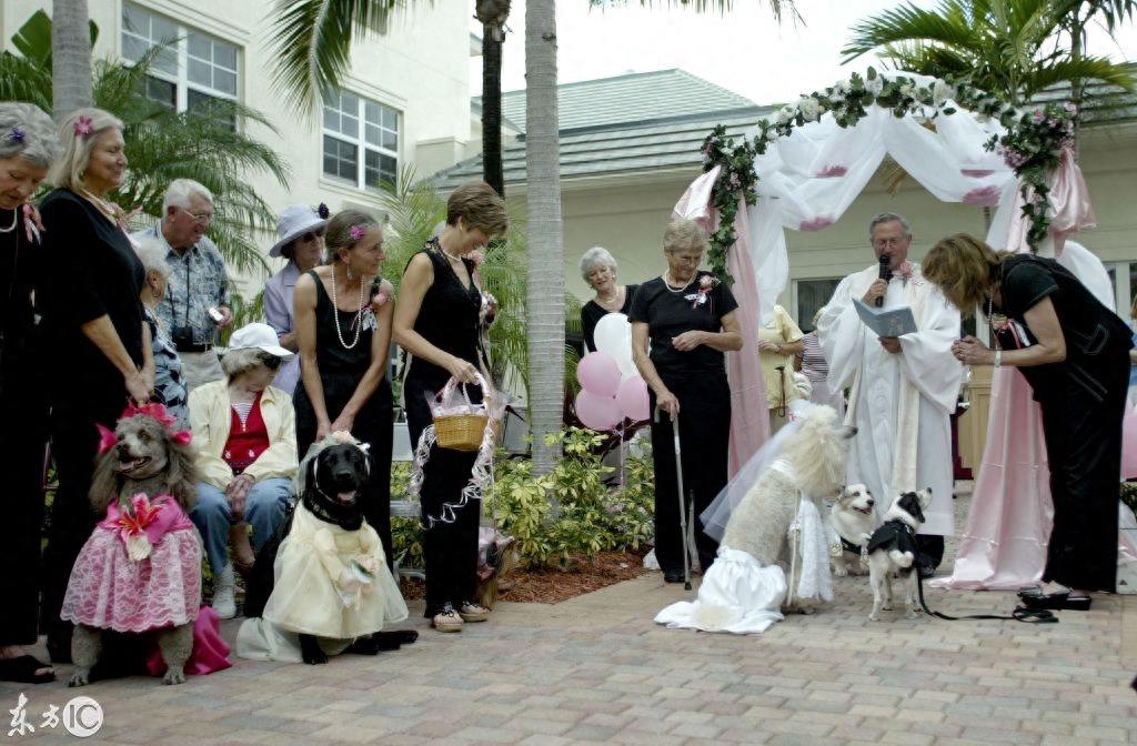 美国人厉害了！为狗狗举行婚礼 网友：我的婚礼连狗都不如！