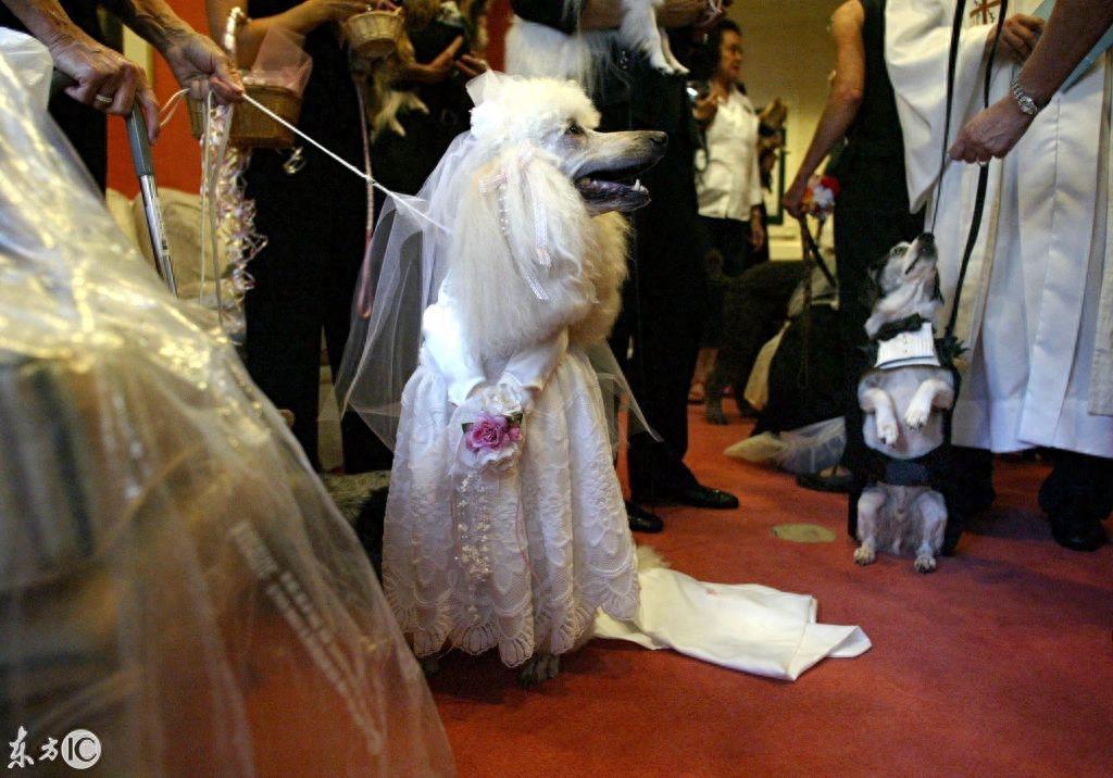 美国人厉害了！为狗狗举行婚礼 网友：我的婚礼连狗都不如！