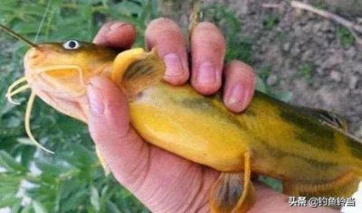 ​野钓黄颡鱼，不注意打窝和用饵技巧与细节，怎么钓都钓不多！