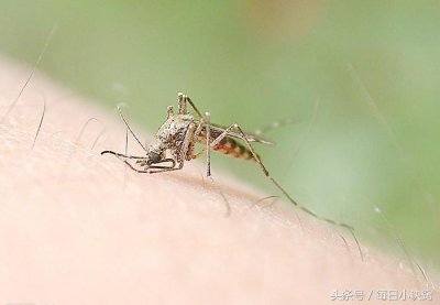 ​你知道为什么蚊子喜欢在你耳边嗡嗡叫吗