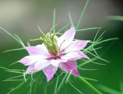 ​黑种草夏季不容错过的花卉，株型美观，花色多，花朵漂亮，好养